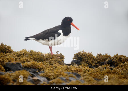 Huîtrier pie, Haematopus ostralegus, seul oiseau sur rock, Mull, Ecosse, juillet 2015 Banque D'Images