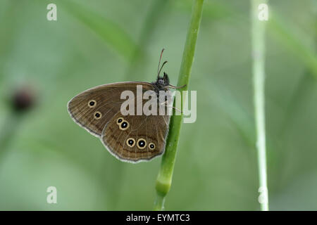 Aphantopus hyperantus, un papillon, seul insecte sur herbe, Warwickshire, Juillet 2015 Banque D'Images