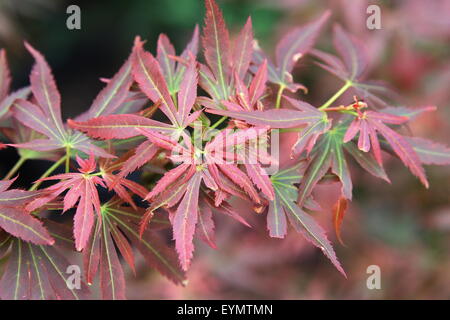 Acer palmatum Aratama ou également connu sous le nom de l'érable japonais Banque D'Images