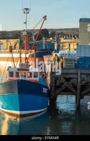 Les hommes de chalutiers décharger un filet plein de poissons sur le quai de poisson à Teignmouth dans le Devon. Banque D'Images