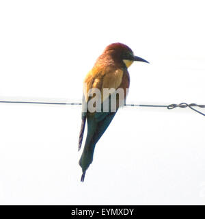 Bienenfresser, Merops apiaster, Banque D'Images