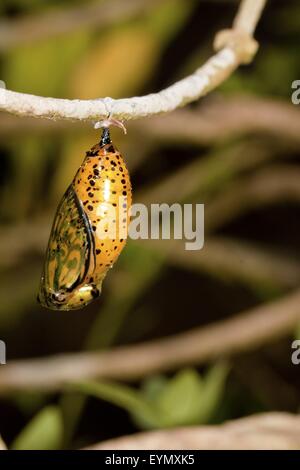 Chrysalide de papillon de l'été à Taïwan,Asia Banque D'Images