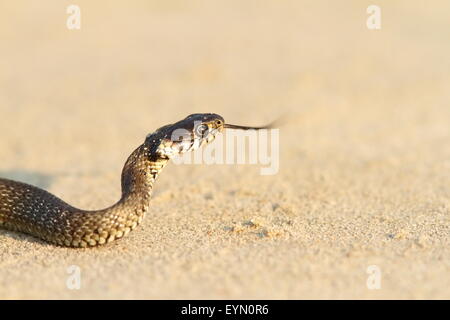 La couleuvre sur le sable ( Natrix ) Banque D'Images