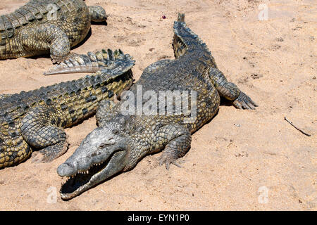 Un grand crocodile pose pour une photo comme il attend son après-midi le déjeuner des rangers. Banque D'Images