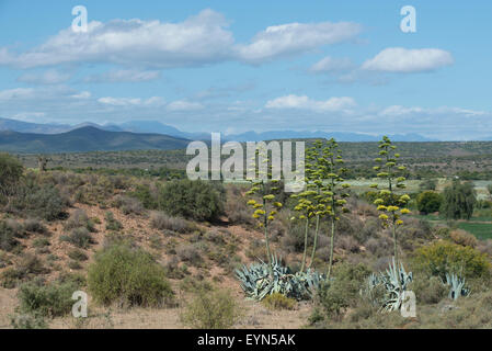 Paysage avec la floraison des plantes en sisal (Agave sisalana), Oudtshoorn, Western Cape, Afrique du Sud Banque D'Images