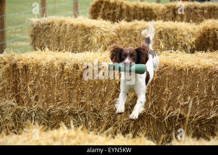 Leeds, UK. 1er août 2015. Un spaniel en compétition aux CLA Game Fair à Harewood House, Leeds, Angleterre Royaume-uni Crédit : David Handson/Alamy Live News Banque D'Images