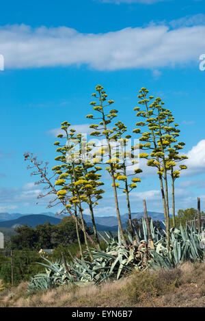 Paysage avec la floraison des plantes en sisal (Agave sisalana), Oudtshoorn, Western Cape, Afrique du Sud Banque D'Images