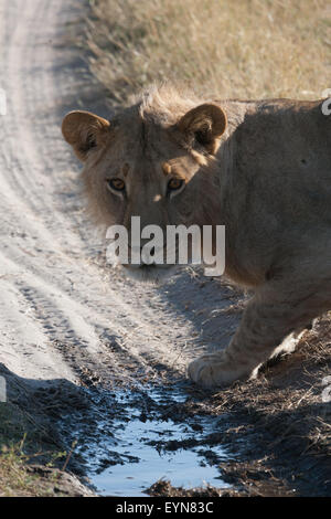 Reflex d'une lionne sur un étang Banque D'Images