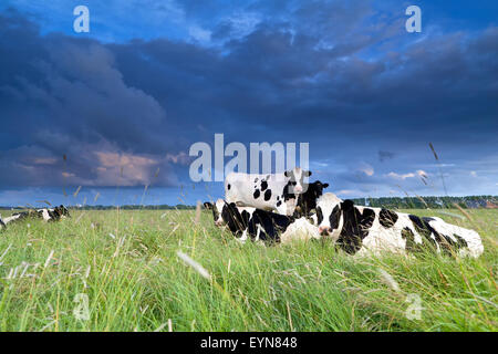 Les vaches au pâturage détendue sur ciel assombri Banque D'Images