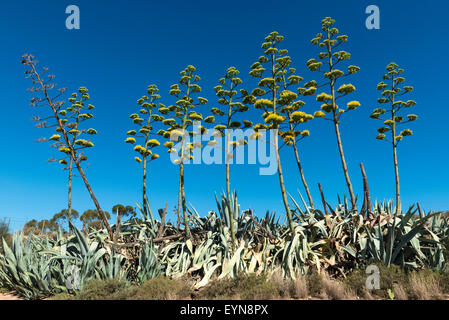 Les plantes en sisal (Agave sisalana) floraison, Oudtshoorn, Western Cape, Afrique du Sud Banque D'Images