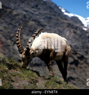 Steinbock ; Capra, bouquetin, Banque D'Images