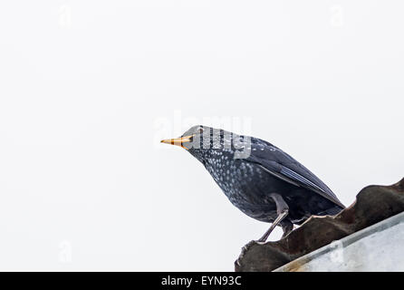 Bleu d'oiseaux de taille moyenne, de siffler bicknell with copy space Banque D'Images