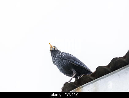 Bleu d'oiseaux de taille moyenne, de siffler bicknell with copy space Banque D'Images