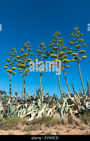 Les plantes en sisal (Agave sisalana) floraison, Oudtshoorn, Western Cape, Afrique du Sud Banque D'Images