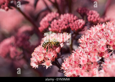 Abeille sur Sedum telephium 'Purple Emperor'. Hylotelephium 'Purple Emperor'. Banque D'Images