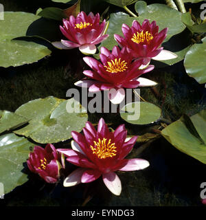 Seerose, Nymphaea, rote, Wasserpflanzen Banque D'Images