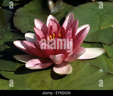 Seerose, Nymphaea Hybride, Gloriosa, Wasserpflanzen Banque D'Images