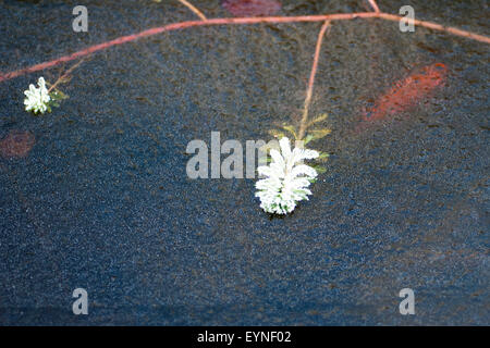 Tausendblatt, Myriophyllum aquaticum, EIS, Banque D'Images