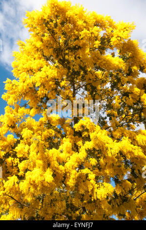 Merimbula Wattle (mimosa) ou d'Acacia baileyana, Melbourne, Australie, son blossom annonçant la fin de l'hiver Banque D'Images