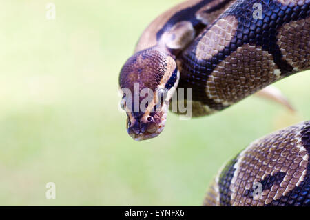 Image en gros plan de la tête et du corps d'un python royal, Python regius. Il s'agit d'un animal en captivité. Banque D'Images