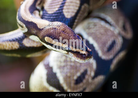 Image en gros plan de la tête et du corps d'un python royal, Python regius. Il s'agit d'un animal en captivité. Banque D'Images