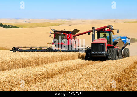 Cas combiner déleste du grain dans le chariot pendant la récolte de céréales dans la région de Washington Palouse Banque D'Images