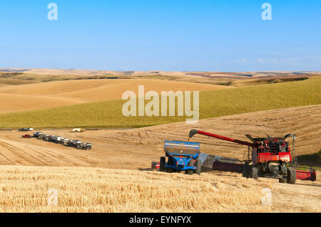 Cas combiner déleste du grain dans le chariot pendant la récolte de céréales dans la région de Washington Palouse Banque D'Images