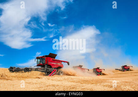 Plusieurs cas combine la récolte du blé sur les collines de la région de Washington Palouse Banque D'Images