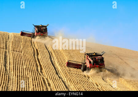 Plusieurs cas combine la récolte du blé sur les collines de la région de Washington Palouse Banque D'Images