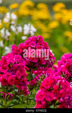 L'Hydrangea ou hortensia fleur rouge Banque D'Images