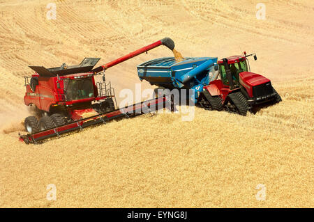 Cas combiner déleste du grain dans le chariot pendant la récolte de céréales dans la région de Washington Palouse Banque D'Images