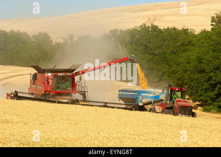 Cas combiner déleste du grain dans le chariot pendant la récolte de céréales dans la région de Washington Palouse Banque D'Images