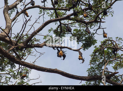 Colonie de little red flying fox Banque D'Images