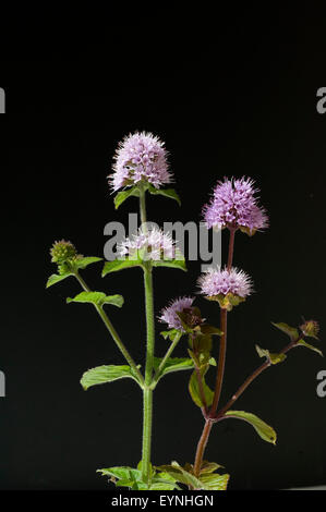 Wasserminze, Mentha aquatica, Wasserpflanzen - Banque D'Images