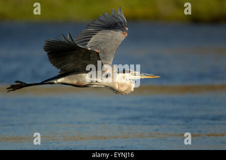 Grand Héron en vol Banque D'Images