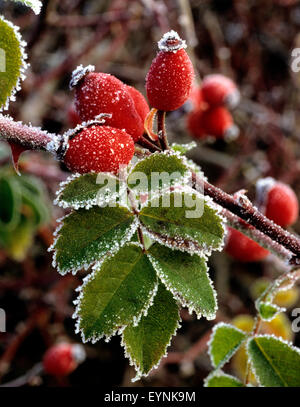 Hagebutten Hundsrose, rosa canina,,, Busch, Heilpflanzen, Fruechte, Obst, Banque D'Images