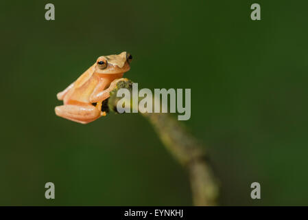 Une grenouille jaune au Costa Rica Banque D'Images