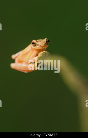 Une grenouille jaune au Costa Rica Banque D'Images