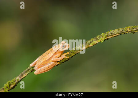 Une grenouille jaune au Costa Rica Banque D'Images