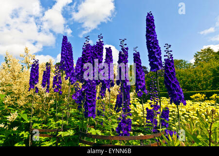 Frontière herbacées dans un jardin anglais avec grands delphiniums bleu, rose et jaune fleurs astilbe daisy. Banque D'Images