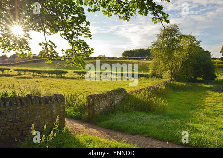 Champs de pâturage avec des murs en pierre dans la campagne du Northamptonshire Harlestone Royaume-Uni Banque D'Images