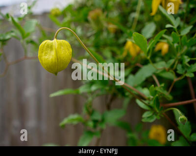 Clematis tangutica Bill Mackenzie, UK Banque D'Images