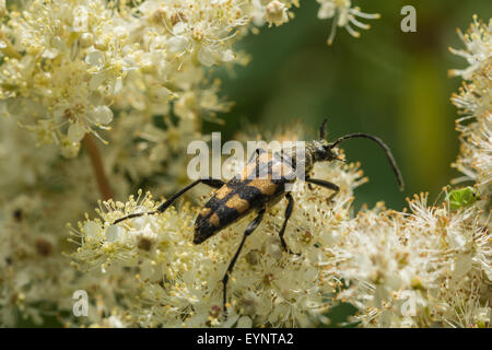 Un Strangalia maculata longicorne asiatique. Banque D'Images