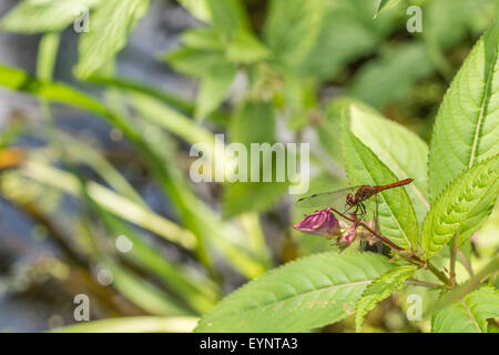 Un mâle Ruddy Darter dragonfly à côté d'une rivière. Banque D'Images