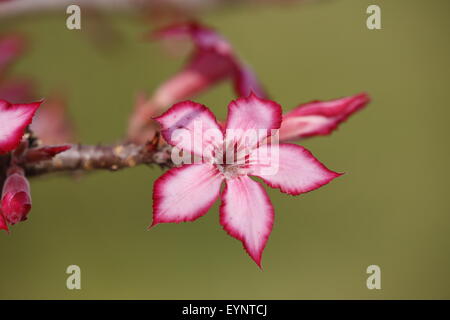 Impala lilly fleurs dans le parc national Kruger, Afrique du Sud Banque D'Images