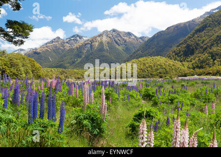 Beau paysage avec des montagnes et des fleurs sauvages dans le Parc National de Fiordland, île du Sud, Nouvelle-Zélande Banque D'Images