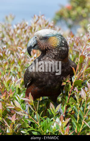 Un Kaka - New Zealand native parrot portrait. Nestor meridionalis septentriona Banque D'Images