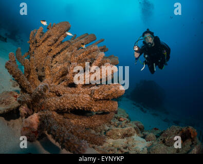 Plongeur tube femme examine l'éponge sur le porche de l'emplacement de piqué, Bonaire, Antilles néerlandaises Banque D'Images