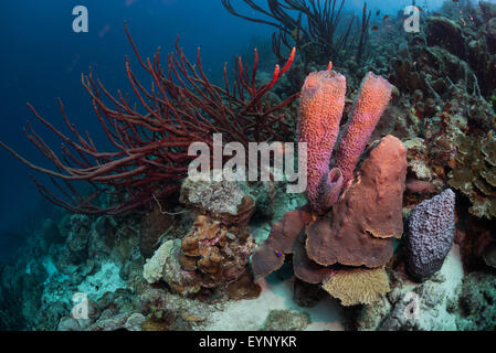 Vase azur corail éponge (Callyspongia plicifera) et la vie sur Bari Reef, Bonaire, Antilles néerlandaises Banque D'Images