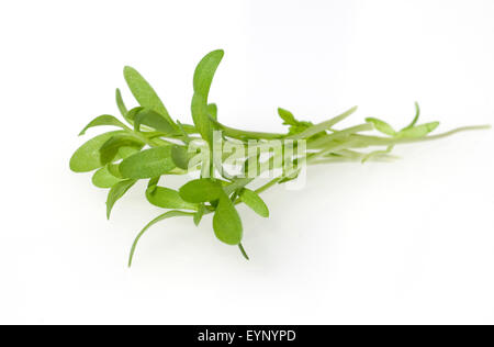 Gartenkresse, Lepidium sativum, Heilpflanzen, Banque D'Images
